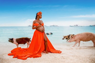 Bahamas Pigs Maternity Photos