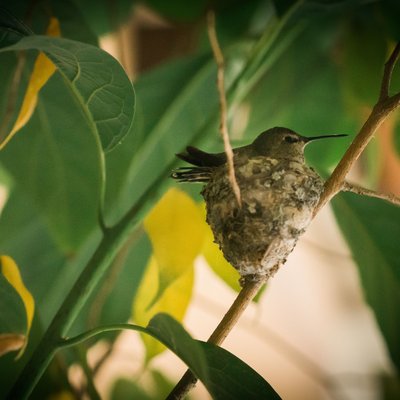 Humming Bird at John´s place