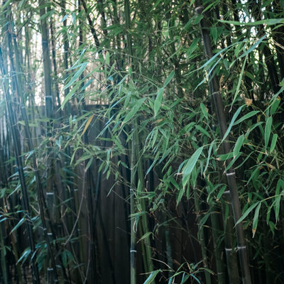 Bamboo in the garden of the Zen Garden House