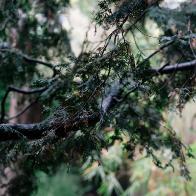 In the garden among trees