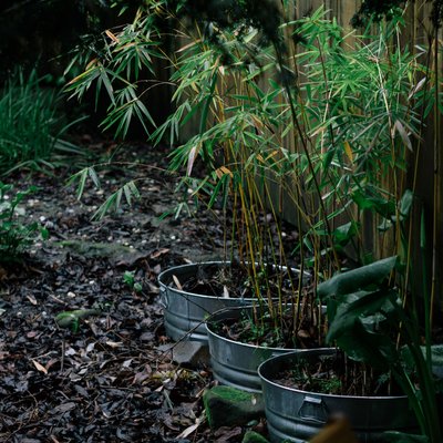 Bamboo plants in metal pots in the garden