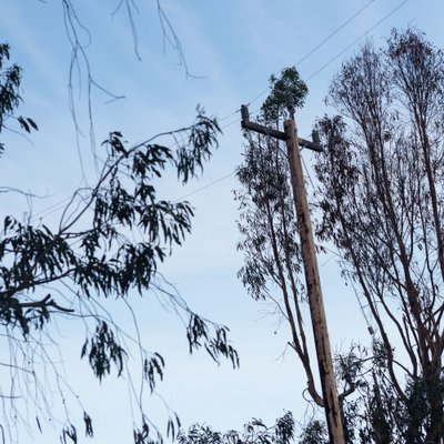 Tree and former tree, now a pole. 