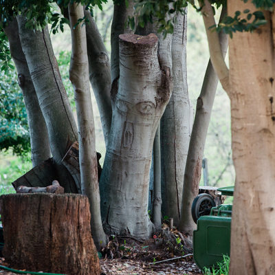 Trees at Anubhuti retreat center in Novato