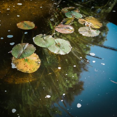 Lotus leaves in the pond at Nyingma Institutes garden