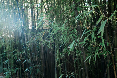 Bamboo in the garden of the Zen Garden House