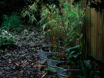Bamboo plants in metal pots in the garden