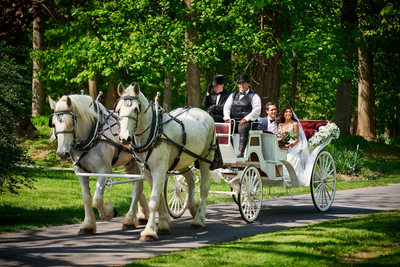 Horse and Carriage at Rosemont Manor, Berryville