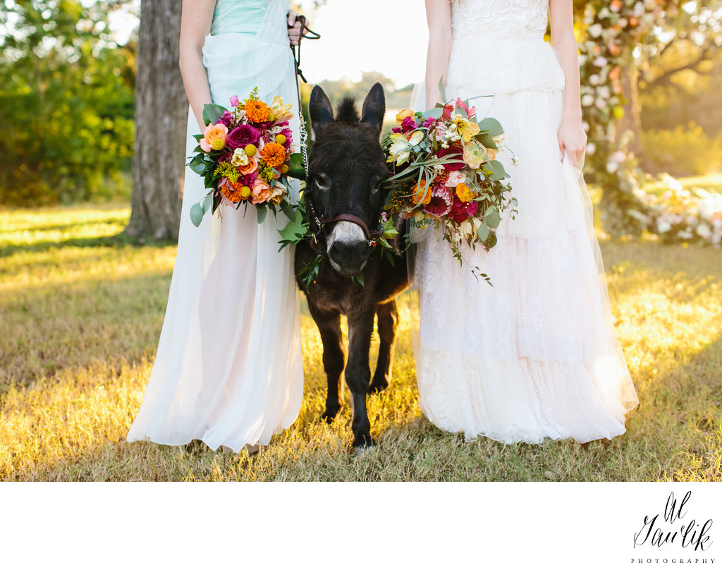 Texas photographer, Pecan Springs, Wedding Donkey