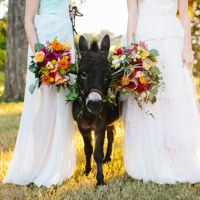 Texas photographer, Pecan Springs, Wedding Donkey