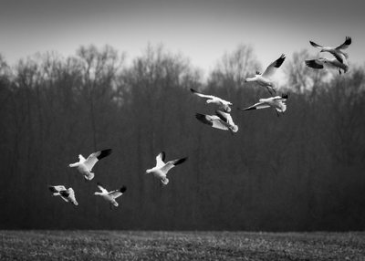 snow geese landing in corn field
