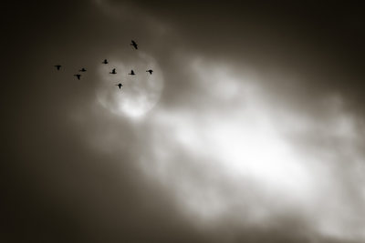 Migrating geese against the sun