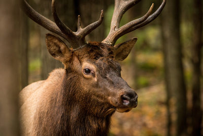 Wild elk close up