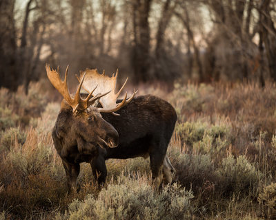 Bull moose in Grand Teton National Park