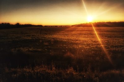 Country field sunset
