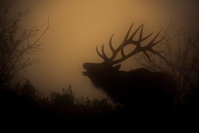 Bull Elk Bugling in the Fog at Sunrise