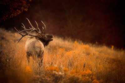 Bugling elk on hillside during Fall