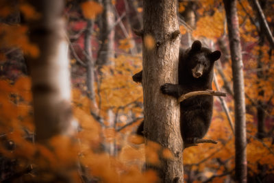 Black Bear climbing tree