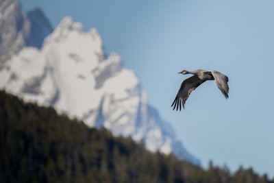 Sandhill Crane flying against the mountains