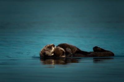 Cuddly Sea Otters