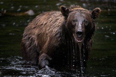 Soaking wet Grizzly Bear