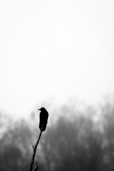 Perched crow silhouette