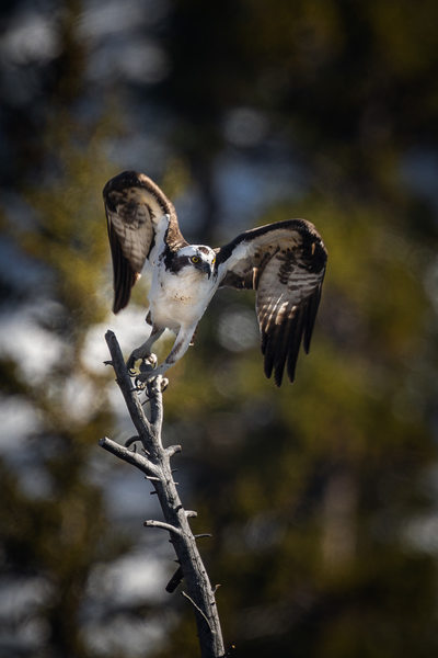 Osprey in Yellowstone National Park