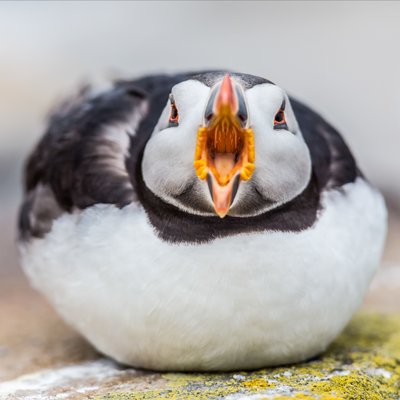 Learn How to Be a Wildlife Photographer