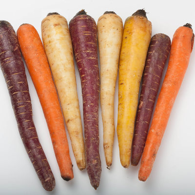 different colored fresh picked assorted carrots and parsnips isolated on white background