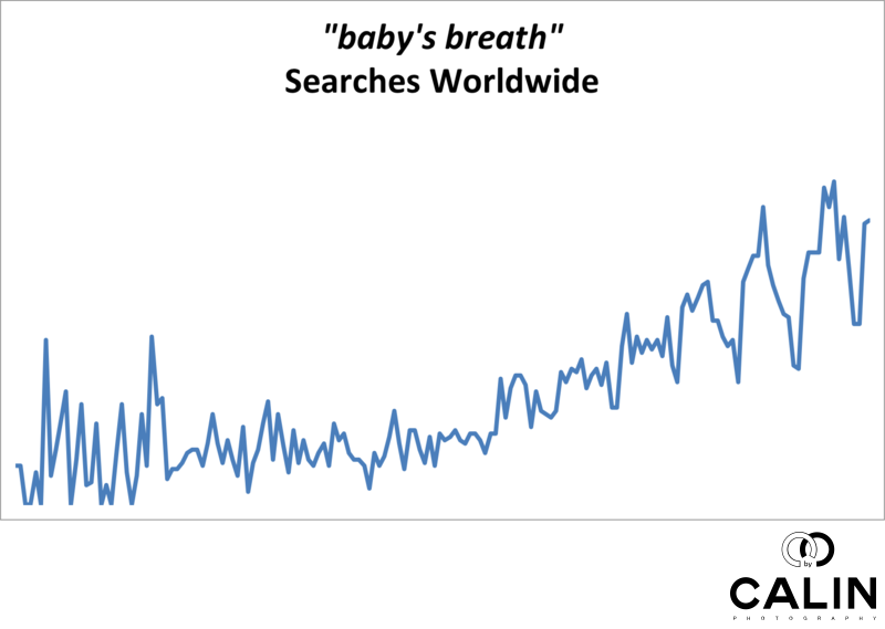 Baby's Breath is More Popular