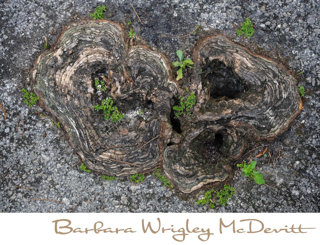 Fossilized tree trunks in Big Cypress