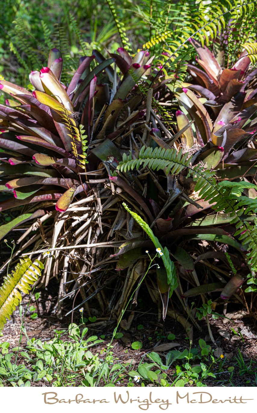 Big Cypress National Park Bromeliads