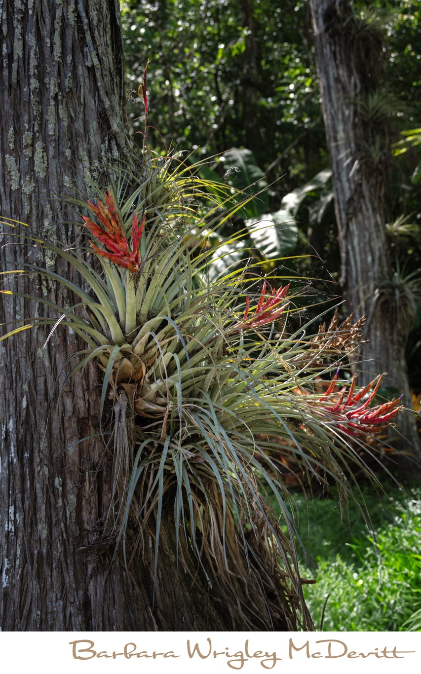 Bromeliad Air Plants in Big Cypress