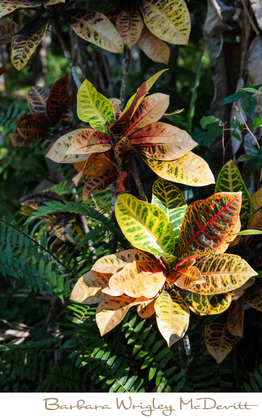 Crotons in Big Cypress National Park