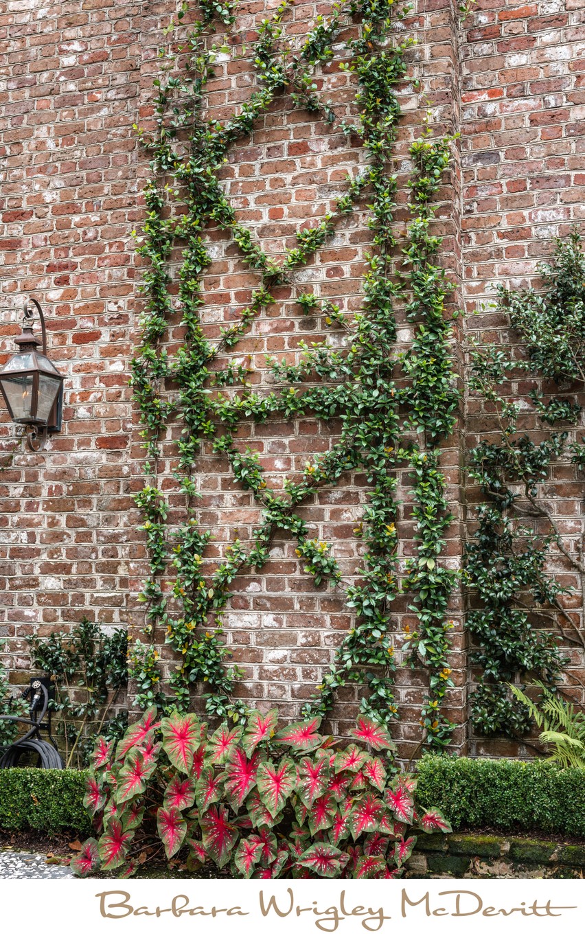 Decorative Ivy Charleston South Carolina