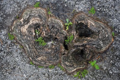Fossilized tree trunks in Big Cypress