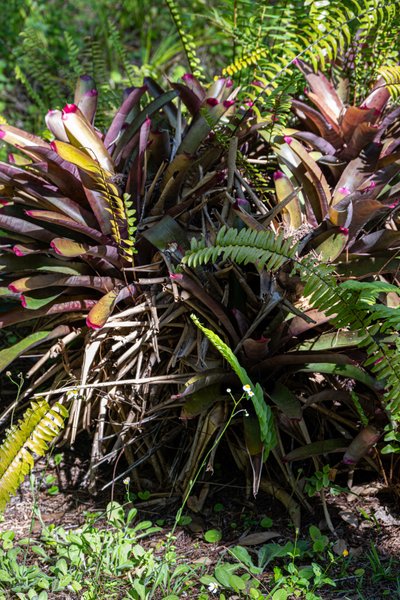 Big Cypress National Park Bromeliads