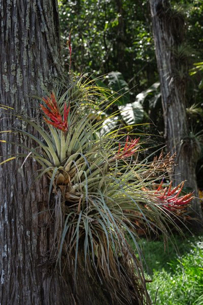 Bromeliad Air Plants in Big Cypress
