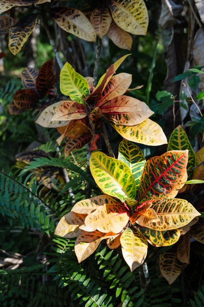 Crotons in Big Cypress National Park