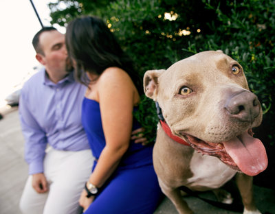 Funny Dog Puppy Engagement Picture