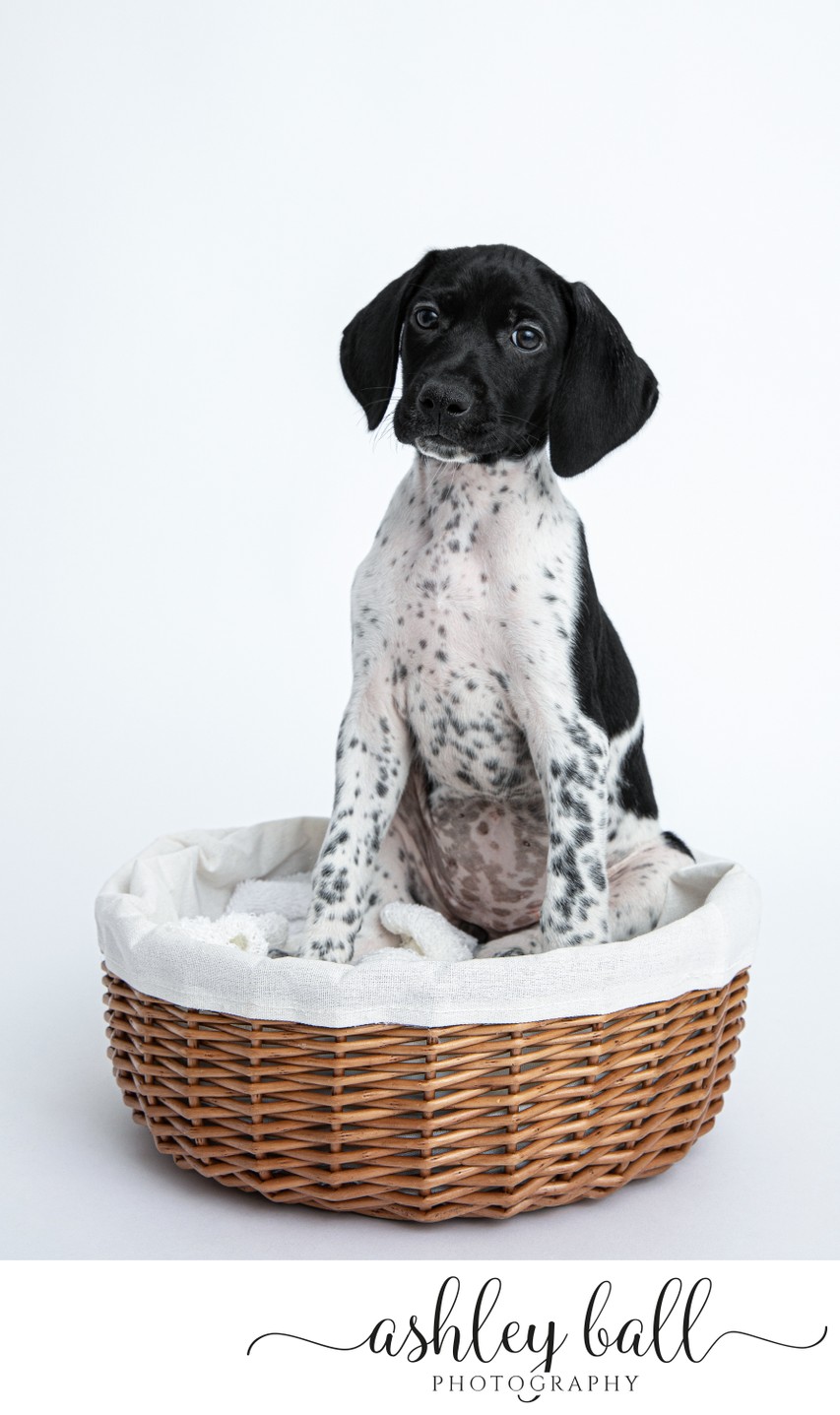 San Antonio Photographer for dogs 