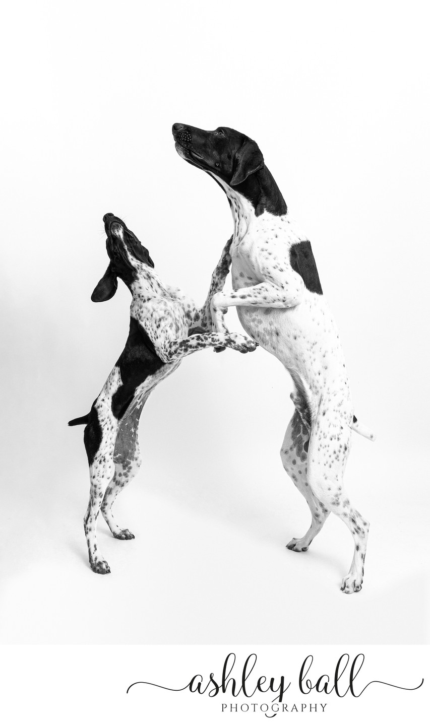 Bulverde Pet Portrait Photographer