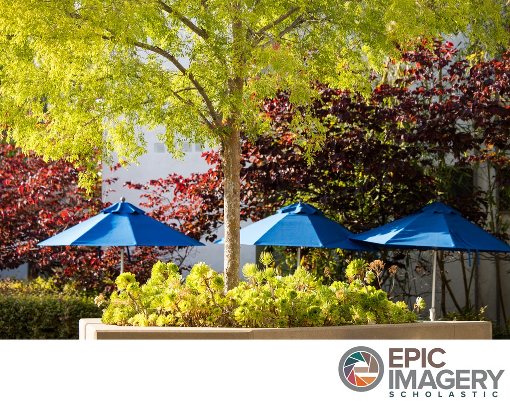 Private School Campus Aesthetic Photography – Learning Environment around green spaces | Los Angeles, CA