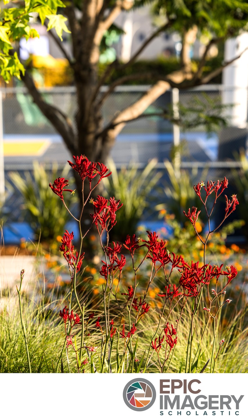 Private School Campus Aesthetic Photography – Learning Environment near Green Spaces | Los Angeles, CA
