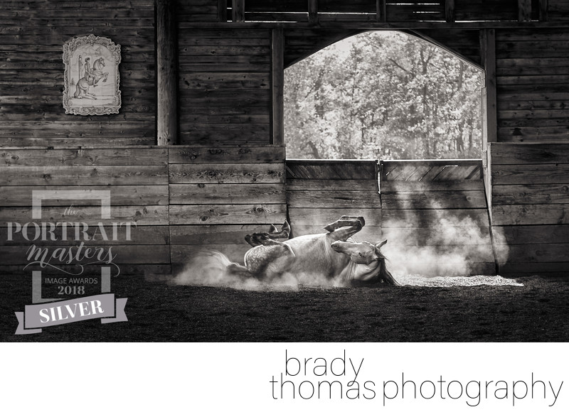 Award-Winning Horse Photography