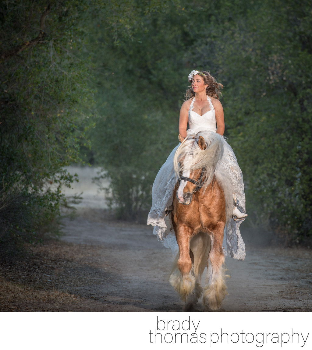 Gypsy Stallion and Bride