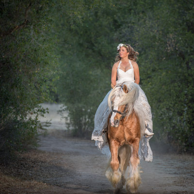 Gypsy Stallion and Bride