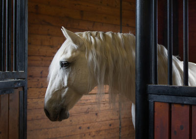 Horse Photos in Stall