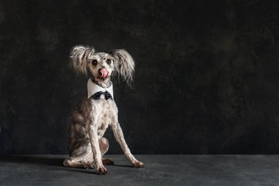 Pet Portraits with Personality