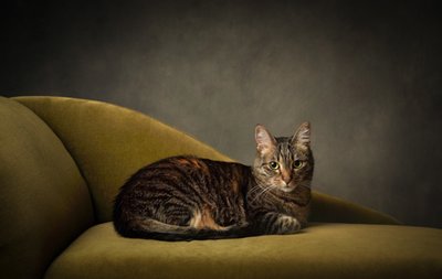 Fine Art Cat Portraits