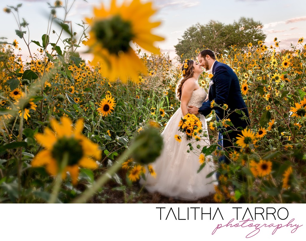 Couple kiss in field of sunflowers